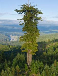 أطول شجرة في العالم